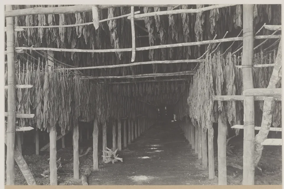 Historic photograph of tobacco leaves drying inside a Deli plantation shed in Sumatra