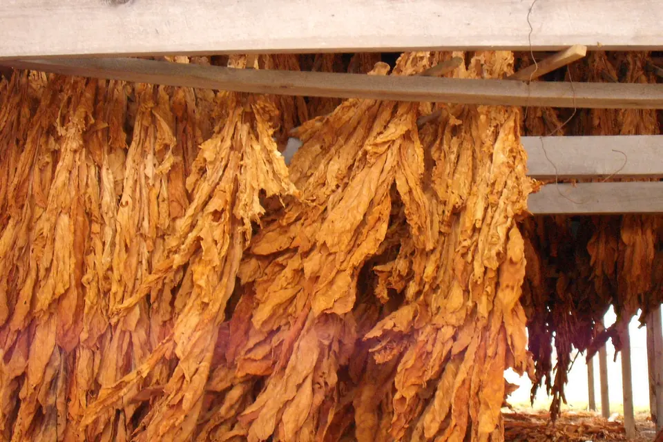 Perdomo Cigars: Brand Profile — golden dried tobacco leaves hanging in bunches inside a curing barn